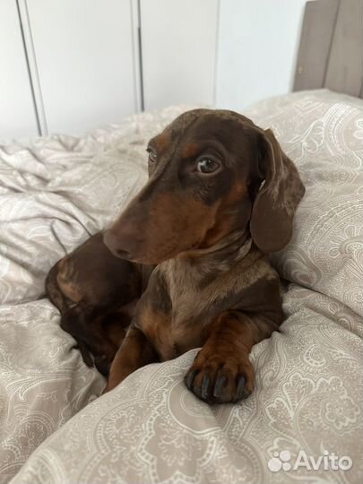 Случка собак