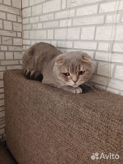 Шотландский вислоухий кот вязка