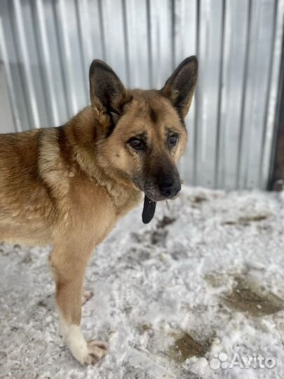 Овчаристый пёс с историей #собака в дар