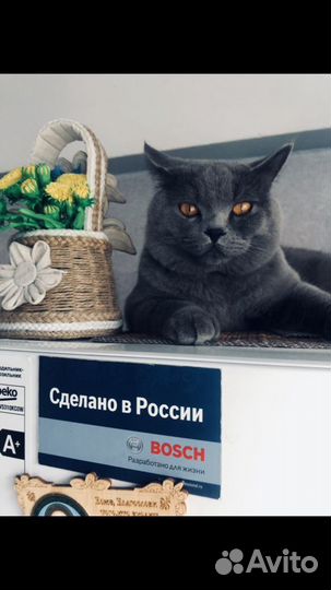 Британский кот вязка