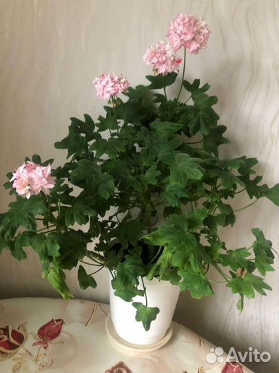 Герань королевская