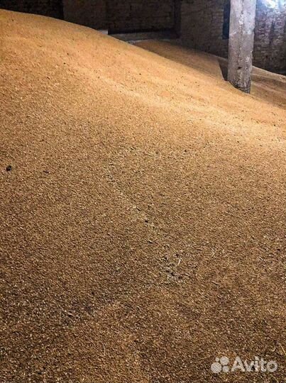 Зерно пшеница ячмень
