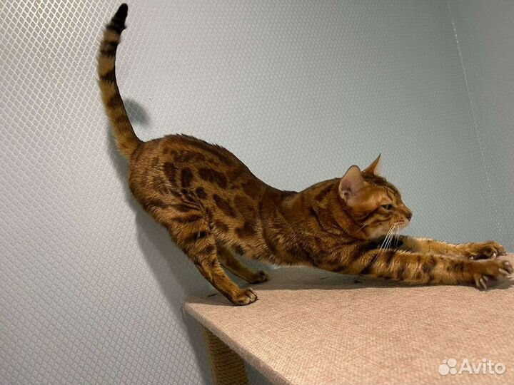 Бенгальский кот
