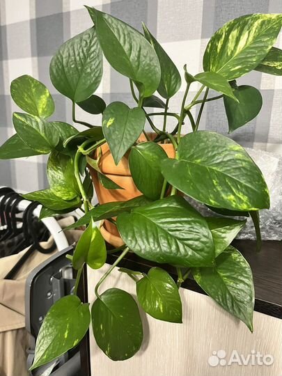 Домашние ароидные и не только от