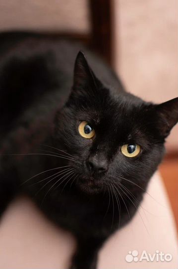 Котик в добрые руки