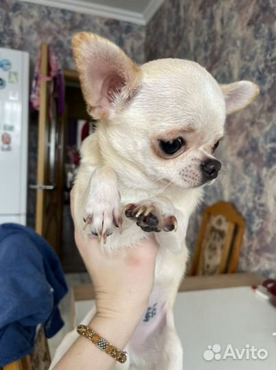 Вязка чихуахуа