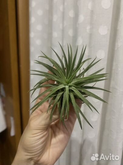 Атмосферные тилландсии