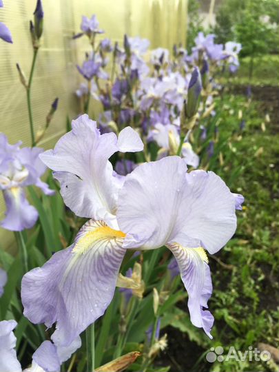 Ирис голубой бородатый сортовой корень