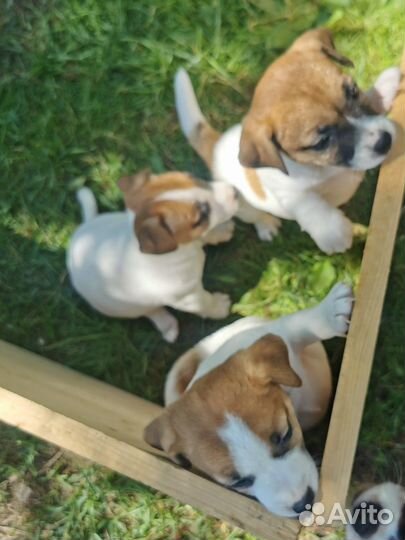 Джек Рассел терьер