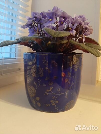 Комнатные растения большая активно цветущая фиалка