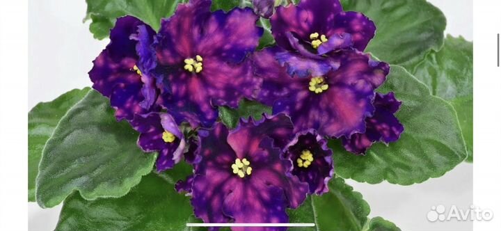 Фиалки, обмен/продажа