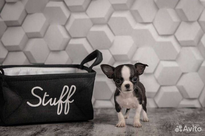 Микро Чиппи