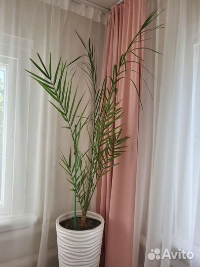 Финиковая пальма с горшком