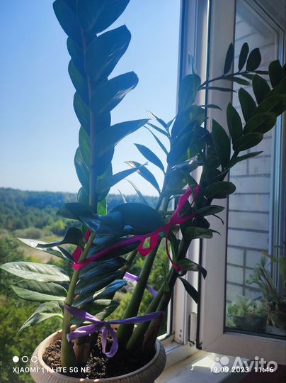 Замиокулькас