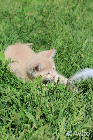 Персиковый котёнок (мальчик)