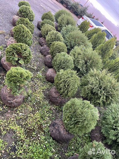 Туя шаровидная