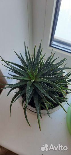 Гавортия комнатный цветок