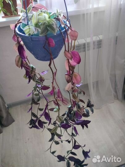 Традесканция