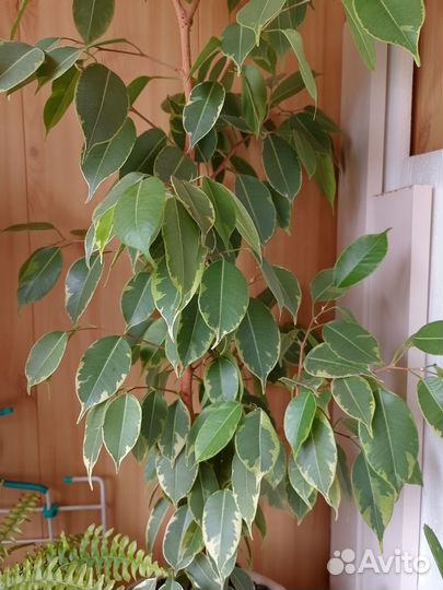 Продажа фикуса бенджамина