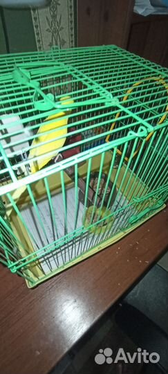 Волнистый попугай