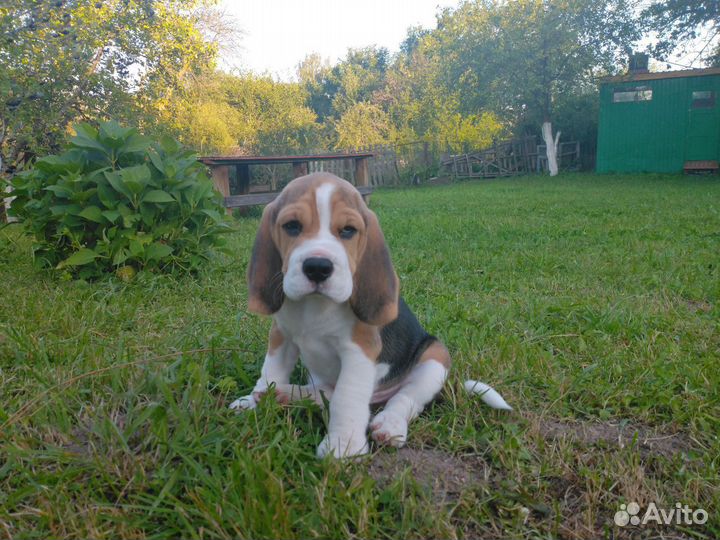 Щеночки бигль