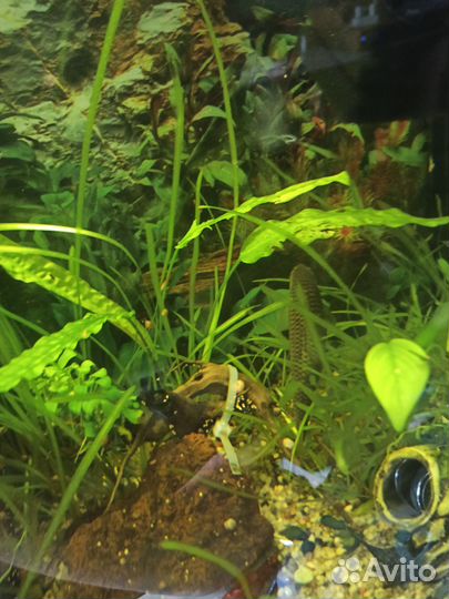 Отдам аквариумного слона