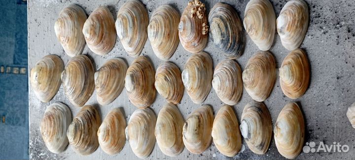 Морские ракушки раковины 1,7 кг