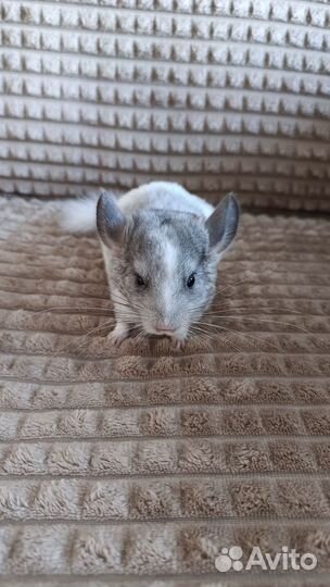 Шиншилла