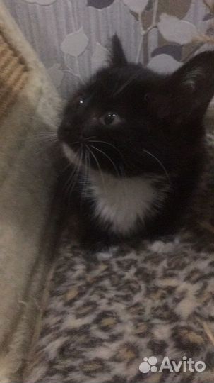 Кошки в добрые руки бесплатно