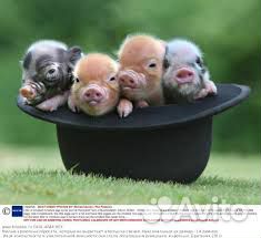 Поросята и телята разного возраста