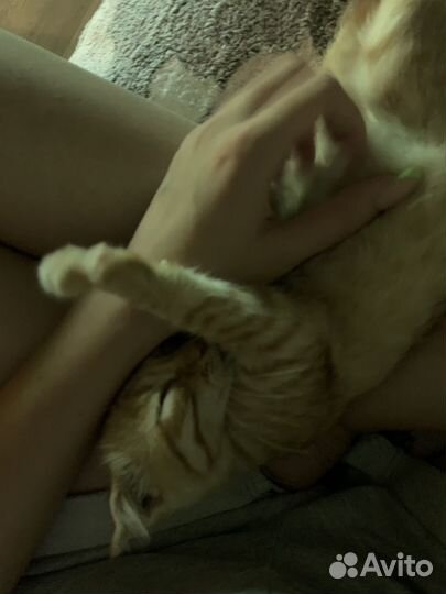 Вислоухий малыш ищет семью