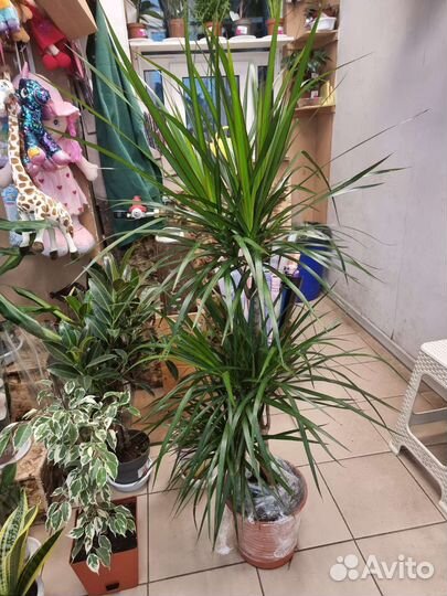 Драцена, комнатные растения