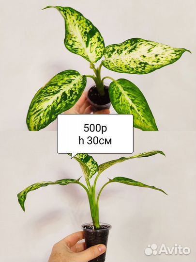 Гинура, Диффенбахия Ами