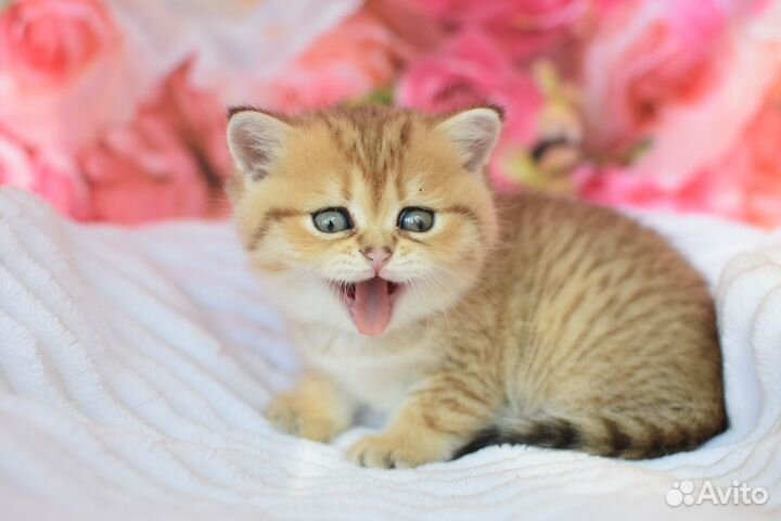 Котята шотландцы страйт и фолд