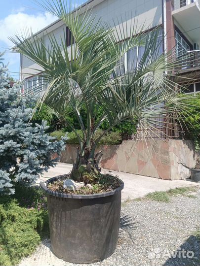 Бутия головчатая или желейная пальма