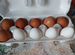 Куриные и перепелиные домашние яйца