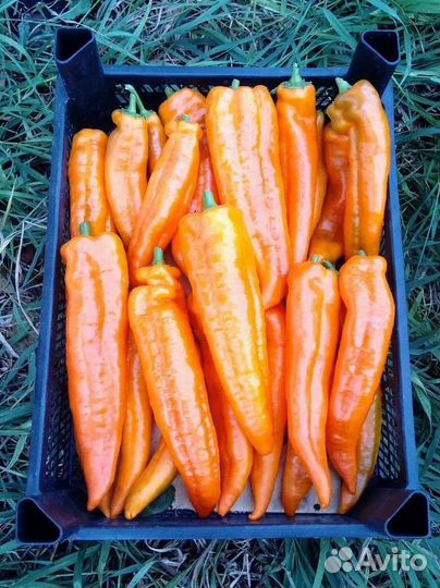 Семена перца