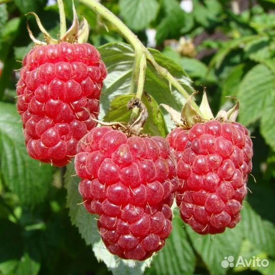 Ремонтантная малина