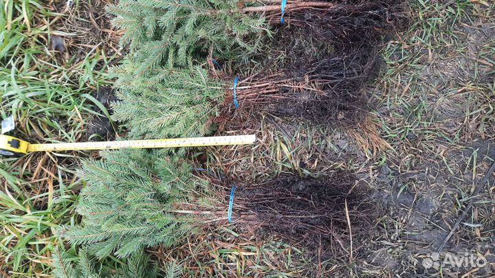 Ель голубая глаука