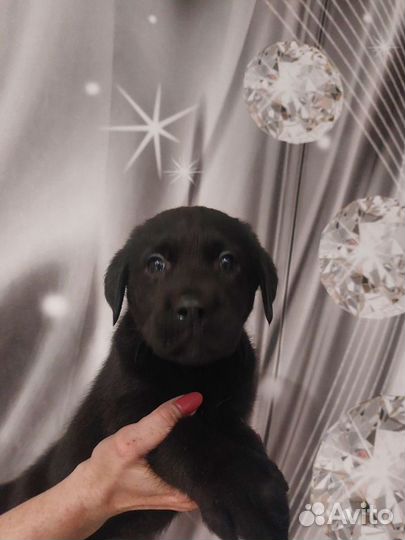 Щенки лабрадора