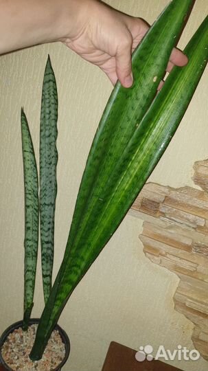 Сансевиерия Медиопикта вариегатная