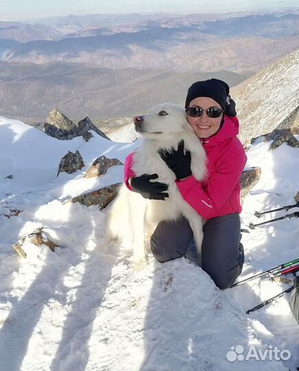 Зооняня у вас дома, передержка животных, выгул