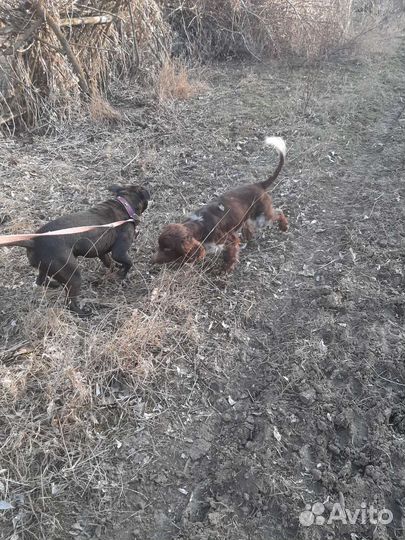 Русский спаниель