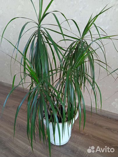 Пальма драцена