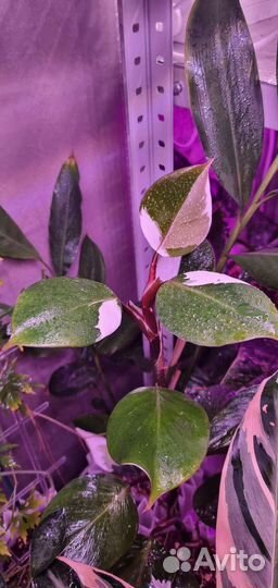 Сингониумы, фикусы, др.домашних комнатных растения