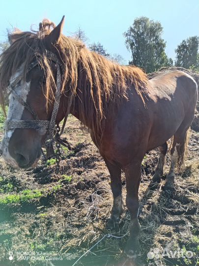Продажа лошадь жеребец