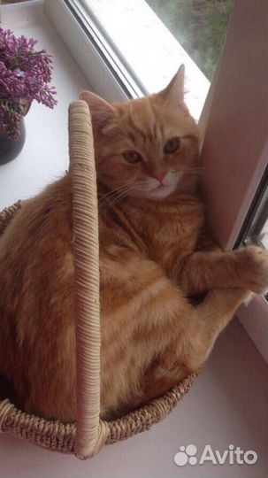 Рыжий кот. Вязка