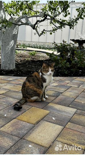 Тротуарная плитка, брусчатка, бордюры