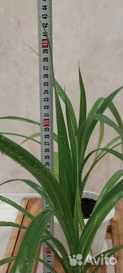 Пальма Панданус