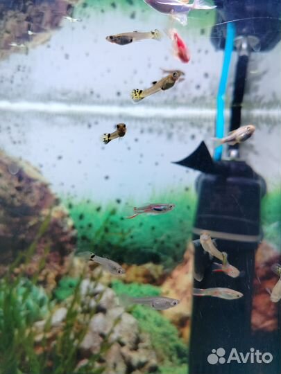 Гуппи, креветки вишни, мелании